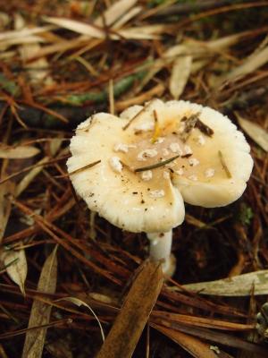 Amanita gemmata(黃蓋鵝膏)