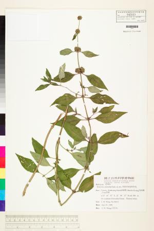 <a href="https://brmas.openmuseum.tw/muse/digi_object/c0bb4c147dbff3a49a1ee470153c7a65" target="_blank">長節耳草(狗骨消)／中央研究院生物多樣性研究博物館植物標本館 (HAST)</a>