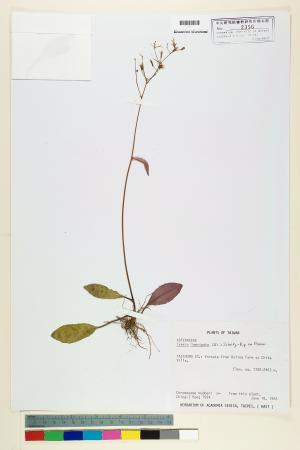 <a href="https://brmas.openmuseum.tw/muse/digi_object/c0bbf1d5a9dcc0f9d5a59e4bf2329b8c" target="_blank">刀傷草／中央研究院生物多樣性研究博物館植物標本館 (HAST)</a>