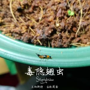 <a href="https://taieol.tw/muse/digi_object/9710216445a2af3151f7f852ec9e198a" target="_blank">隱翅蟲科／By：Lanchester／臺灣生命大百科</a>