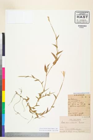 <a href="https://brmas.openmuseum.tw/muse/digi_object/c0e42d9bb92a3ebbe7f76ad5d7c49616" target="_blank">藎草／中央研究院生物多樣性研究博物館植物標本館 (HAST)</a>