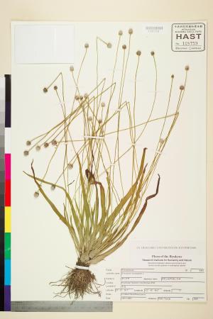 <a href="https://brmas.openmuseum.tw/muse/digi_object/c0e6ec14692ea538a6d085b4b1b7a079" target="_blank">大葉穀精草／中央研究院生物多樣性研究博物館植物標本館 (HAST)</a>