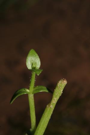 毛澤番椒-Scrophulariaceae玄參科-澤番椒屬-Deinostema adenocaulon-20080828陽明山家(新安路)-(台北縣雙溪)-雙子葉-IMG_9611