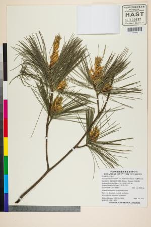 <a href="https://brmas.openmuseum.tw/muse/digi_object/c0f0641ffe6576d75cefa4a2c50cbb77" target="_blank">台灣華山松／中央研究院生物多樣性研究博物館植物標本館 (HAST)</a>