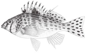 <a href="https://fishdb.sinica.edu.tw/muse/digi_object/d39353439c3ff4a48a670bbc1baf489f" target="_blank">Cirrhitichthys falco／By：鄭義郎／鄭義郎</a>