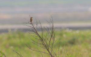<a href="https://taieol.tw/muse/digi_object/b809914918a8bb4cbe516813bbdda236" target="_blank">赤胸鵐／By：allenlyu／iNaturalist</a>
