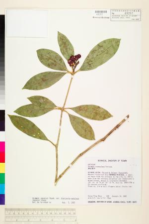 <a href="https://brmas.openmuseum.tw/muse/digi_object/c12e654c5dadbc189c19991e17cc6ffc" target="_blank">顯脈茵芋／中央研究院生物多樣性研究博物館植物標本館 (HAST)</a>