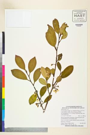 <a href="https://brmas.openmuseum.tw/muse/digi_object/c13649a4734009f955a131cabef9482a" target="_blank">太平紅淡比／中央研究院生物多樣性研究博物館植物標本館 (HAST)</a>
