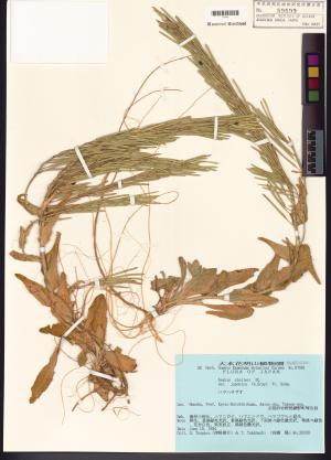 <a href="https://brmas.openmuseum.tw/muse/digi_object/c13ea52cf4ed68f4f9d6832d8d5c66c6" target="_blank">基隆筷子芥／中央研究院生物多樣性研究博物館植物標本館 (HAST)</a>