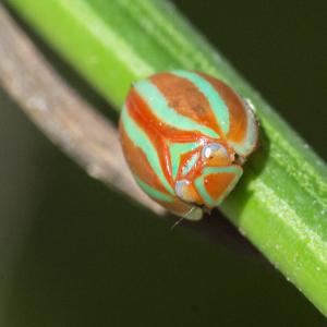 <a href="https://taieol.tw/muse/digi_object/1aff1a1da1da52d446bb753150d43fdf" target="_blank">Hemisphaerius formosus／By：alwstuff／iNaturalist</a>
