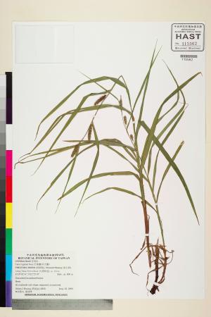 <a href="https://brmas.openmuseum.tw/muse/digi_object/c17398b0ddee8b5283421f92c11f7ed3" target="_blank">舌葉薹(貝舌薹)／中央研究院生物多樣性研究博物館植物標本館 (HAST)</a>