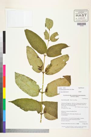 <a href="https://brmas.openmuseum.tw/muse/digi_object/c179943b82a633df67afc3c5b8cb003a" target="_blank">Leycesteria／中央研究院生物多樣性研究博物館植物標本館 (HAST)</a>