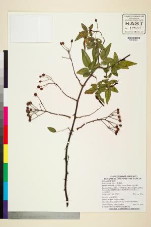 <a href="https://brmas.openmuseum.tw/muse/digi_object/c1935a0b26402295d7461a2102878f80" target="_blank">小果薔薇／中央研究院生物多樣性研究博物館植物標本館 (HAST)</a>