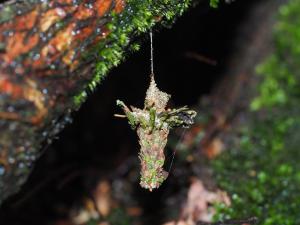 <a href="https://taieol.tw/muse/digi_object/063528373f689812e41261523ebdce1e" target="_blank">Striglocyrbasia meguae／By：max822／iNaturalist</a>