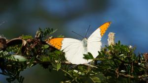 <a href="https://taieol.tw/muse/digi_object/99867dd4402e4cfe047956858cef143b" target="_blank">Hebomoia glaucippe／By：chiehliangchen／iNaturalist</a>