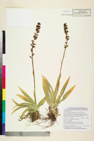 <a href="https://brmas.openmuseum.tw/muse/digi_object/c1fe4d29fa7c2575a32bbc519374694f" target="_blank">台灣粉條兒菜／中央研究院生物多樣性研究博物館植物標本館 (HAST)</a>