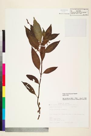 <a href="https://brmas.openmuseum.tw/muse/digi_object/c204d28d236b6335337fd2ff765d2502" target="_blank">圓果冷水麻／中央研究院生物多樣性研究博物館植物標本館 (HAST)</a>