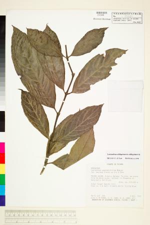 <a href="https://brmas.openmuseum.tw/muse/digi_object/c21f02b0647ac7f2ea40e6a96cf75531" target="_blank">雞屎樹／中央研究院生物多樣性研究博物館植物標本館 (HAST)</a>