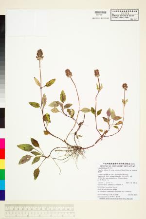 <a href="https://brmas.openmuseum.tw/muse/digi_object/c229ca8980384676e9aa12f35690b725" target="_blank">夏枯草／中央研究院生物多樣性研究博物館植物標本館 (HAST)</a>