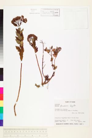 <a href="https://brmas.openmuseum.tw/muse/digi_object/c234d1759d7db77252d244dc2f47bd72" target="_blank">台灣繡線菊／中央研究院生物多樣性研究博物館植物標本館 (HAST)</a>