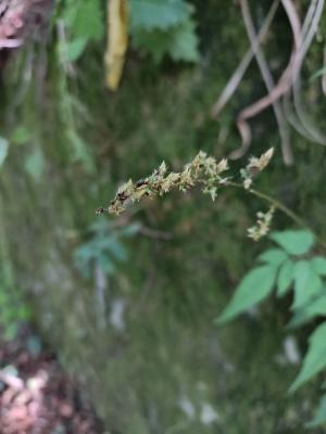 <a href="https://taieol.tw/muse/digi_object/29437d0f9c3ffddc57345871fa677b8f" target="_blank">落新婦／By：shuduan／iNaturalist</a>