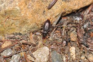 Nebria formosana_20111007_雪山