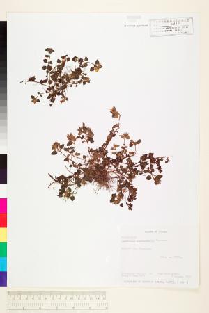 <a href="https://brmas.openmuseum.tw/muse/digi_object/c270a462ed65b6b7f9b2435b814aa2a2" target="_blank">黑點珍珠菜／中央研究院生物多樣性研究博物館植物標本館 (HAST)</a>