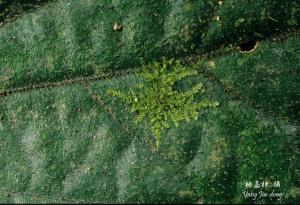 Y3981-1-Leptolejeunea elliptica.jpg