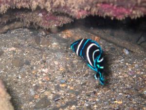 <a href="https://taieol.tw/muse/digi_object/443da9b01cefd8d12617872b6c0f34f6" target="_blank">疊波蓋刺魚／By：ahan88／iNaturalist</a>