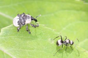 <a href="https://taieol.tw/muse/digi_object/61696c93b0b470f9e288afd1d085282a" target="_blank">Sternuchopsis trifida／By：carol1970／iNaturalist</a>
