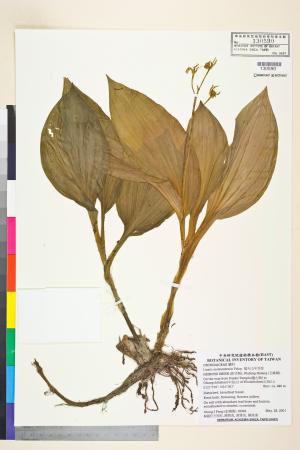 <a href="https://brmas.openmuseum.tw/muse/digi_object/c2ae96ea3e512494377bdafc87ee303c" target="_blank">插天山羊耳蒜／中央研究院生物多樣性研究博物館植物標本館 (HAST)</a>