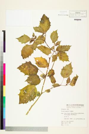 <a href="https://brmas.openmuseum.tw/muse/digi_object/c2af39820a40cec1a5b05dcebc23aaf1" target="_blank">燈籠草(苦蘵)／中央研究院生物多樣性研究博物館植物標本館 (HAST)</a>