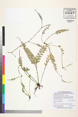 <a href="https://brmas.openmuseum.tw/muse/digi_object/c2b091240d1d6afad2a0e2313154426e" target="_blank">長生鐵角蕨／中央研究院生物多樣性研究博物館植物標本館 (HAST)</a>
