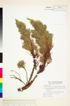 <a href="https://brmas.openmuseum.tw/muse/digi_object/c2c4a9ba57b5307dffec1f2955e69bec" target="_blank">清水圓柏／中央研究院生物多樣性研究博物館植物標本館 (HAST)</a>