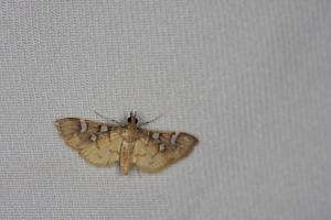 <a href="https://taieol.tw/muse/digi_object/6aff86d3714125ce49944aa589559c9b" target="_blank">Cotachena pubescens／By：papilioshih／iNaturalist</a>