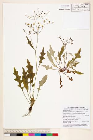 <a href="https://brmas.openmuseum.tw/muse/digi_object/c2fd905bd8d30713bd2ae5c300faaf95" target="_blank">刀傷草／中央研究院生物多樣性研究博物館植物標本館 (HAST)</a>