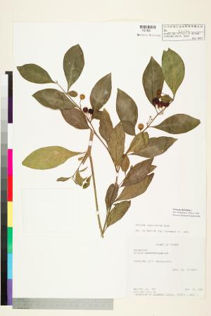 <a href="https://brmas.openmuseum.tw/muse/digi_object/c2ff6830a2973d2bc13b9b0483a9ddd1" target="_blank">瑪瑙珠(黃果龍葵)／中央研究院生物多樣性研究博物館植物標本館 (HAST)</a>