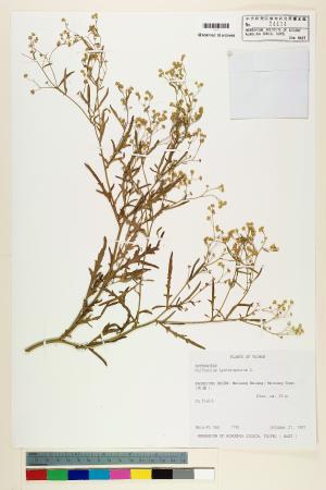 <a href="https://brmas.openmuseum.tw/muse/digi_object/c2ffd146693428888e91cd50b91112ee" target="_blank">銀膠菊／中央研究院生物多樣性研究博物館植物標本館 (HAST)</a>
