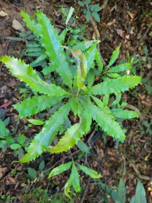 <a href="https://taieol.tw/muse/digi_object/9b5bdfc493bd23dd84c59abaf2acdcc8" target="_blank">紅葉樹／By：borchuan／iNaturalist</a>