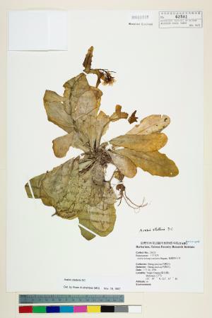 <a href="https://brmas.openmuseum.tw/muse/digi_object/c34c62d6560eb372e635197c4e0c8ab4" target="_blank">基隆筷子芥／中央研究院生物多樣性研究博物館植物標本館 (HAST)</a>