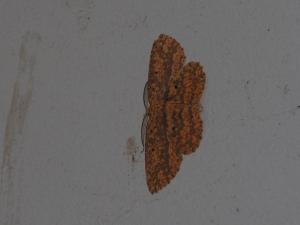 <a href="https://taieol.tw/muse/digi_object/be01cd14e6082802c635a6ffd4c3087d" target="_blank">Borbacha pardaria／By：max822／iNaturalist</a>