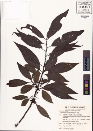 <a href="https://brmas.openmuseum.tw/muse/digi_object/c38bf83568fc51f560447fac490640ec" target="_blank">滇粵山胡椒／中央研究院生物多樣性研究博物館植物標本館 (HAST)</a>