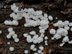 Ceratiomyxa porioides(孔孢鵝絨黏菌)