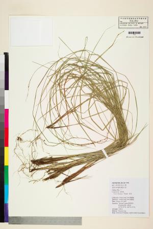 <a href="https://brmas.openmuseum.tw/muse/digi_object/c39acda7d10308fa1a389c8c43697cc2" target="_blank">束草(莎草)／中央研究院生物多樣性研究博物館植物標本館 (HAST)</a>
