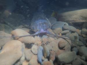 <a href="https://taieol.tw/muse/digi_object/85f14fcab3294c79a3ad3f7ccf1b0f7b" target="_blank">塘虱魚／By：pohaochen／iNaturalist</a>