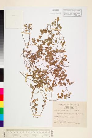 <a href="https://brmas.openmuseum.tw/muse/digi_object/c3c11da396971ab649d4b38ccf6f9e9d" target="_blank">變葉山螞蝗／中央研究院生物多樣性研究博物館植物標本館 (HAST)</a>