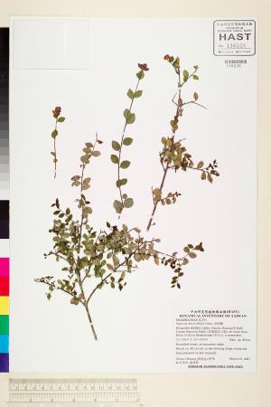 <a href="https://brmas.openmuseum.tw/muse/digi_object/c3c3bcc9fda3a5fd06416fb3649de623" target="_blank">雀梅藤／中央研究院生物多樣性研究博物館植物標本館 (HAST)</a>