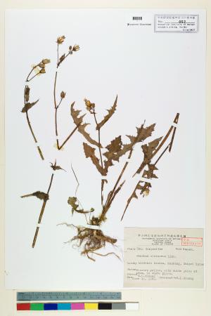 <a href="https://brmas.openmuseum.tw/muse/digi_object/c3d2733734e1445f46c68177c19cb344" target="_blank">苦滇菜(苦菜)／中央研究院生物多樣性研究博物館植物標本館 (HAST)</a>