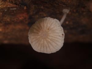 Mycena kentingensis(墾丁小菇)