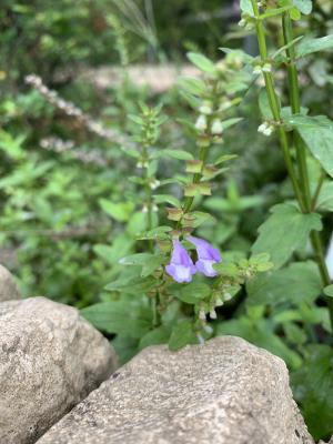 <a href="https://taieol.tw/muse/digi_object/b430d44151794ca898090860dd12ab01" target="_blank">向天盞／By：chinaberryhuang／iNaturalist</a>